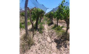 VENTA DE FINCA 12 HAS EN CALLE LOS GUINDOS, RIVADAVIA-MZA
