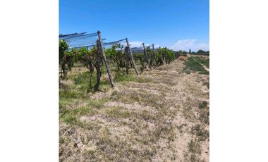 VENTA DE FINCA 12 HAS EN CALLE LOS GUINDOS, RIVADAVIA-MZA