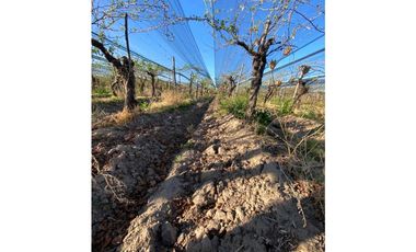 VENTA DE FINCA 12 HAS EN CALLE LOS GUINDOS, RIVADAVIA-MZA