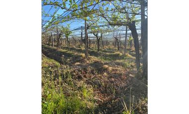 VENTA DE FINCA 12 HAS EN CALLE LOS GUINDOS, RIVADAVIA-MZA