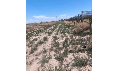VENTA DE FINCA 12 HAS EN CALLE LOS GUINDOS, RIVADAVIA-MZA