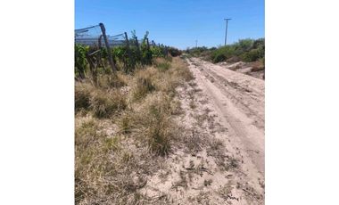 VENTA DE FINCA 12 HAS EN CALLE LOS GUINDOS, RIVADAVIA-MZA