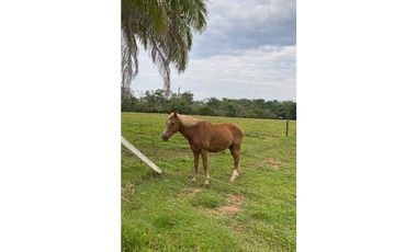 VENTA FINCA CON CASA CAMPESTRE  VDA . LOS MEDIOS RESTREPO-META