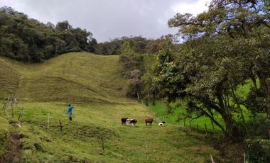 FINCA EN VENTA EN LA CEJA (VEREDA SAN GERARDO) A 10 MINUTOS DE LA ZONA URBANA VIA HACIA SAN JOSÉ.