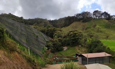 FINCA EN VENTA EN LA CEJA (VEREDA SAN GERARDO) A 10 MINUTOS DE LA ZONA URBANA VIA HACIA SAN JOSÉ.