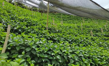 FINCA EN VENTA EN LA CEJA (VEREDA SAN GERARDO) A 10 MINUTOS DE LA ZONA URBANA VIA HACIA SAN JOSÉ.