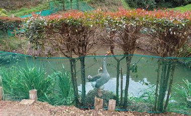 FINCA EN VENTA EN LA CEJA (VEREDA SAN GERARDO) A 10 MINUTOS DE LA ZONA URBANA VIA HACIA SAN JOSÉ.