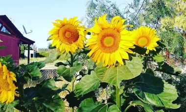 Parcela en Venta en CAMINO VILLA ALEGRE LOS MOLINOS /STA ROSA MELIPILLA