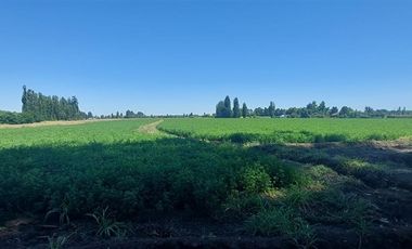 Parcela en Venta en Gran Oportunidad Se Vende Campo Agrícola 18 hec en el Sector el Retiro Talca