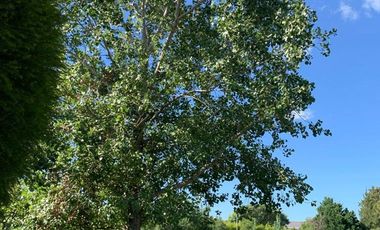 Alquiler casa a laguna Las Glorietas, Nordelta