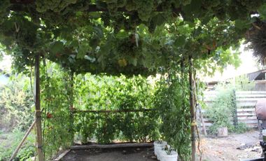 Amplia parcela con casa, Cardonal Bajo. Paine