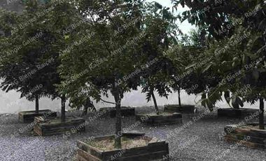 QUINTA EN RINCONADA COLONIAL GARCIA