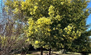 Parcela en Venta en CHUCUREO, COLINA