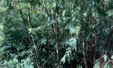 Sitio en Venta en LONCO PARQUE