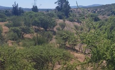 Parcela en Venta en 35.000 M2. HERMOSA PARCELA CON LOMAJE. CODIGUA