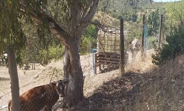 Parcela en Venta en 35.000 M2. HERMOSA PARCELA CON LOMAJE. CODIGUA