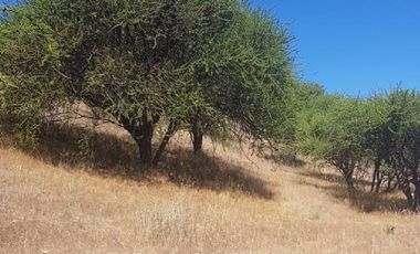 Parcela en Venta en 35.000 M2. HERMOSA PARCELA CON LOMAJE. CODIGUA