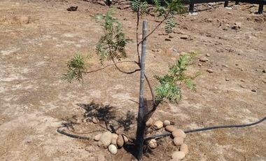 Parcela en Venta en LITUECHE