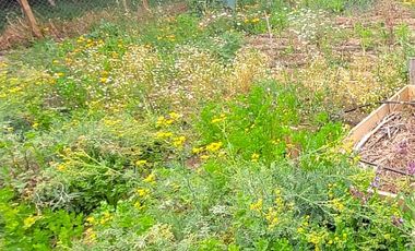 Parcela en Venta en PARCELA CON DOS CASAS LAS ROJAS VALLE DEL ELQUI