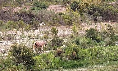 Parcela en Venta en PARCELA CON DOS CASAS LAS ROJAS VALLE DEL ELQUI