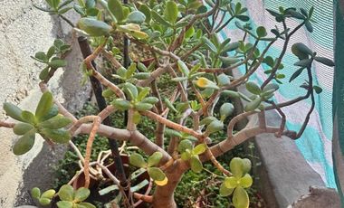 Casa en Venta en Avenida Grecia y Vizcachas