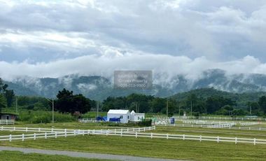 Let see Stars Resort Business for Sale - Ready for immediate takeover  CX-137800
