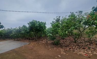 Finca en Venta, Ventanas, Los Rios  AleR