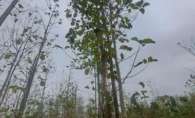 Finca en Venta, Ventanas, Los Rios  AleR