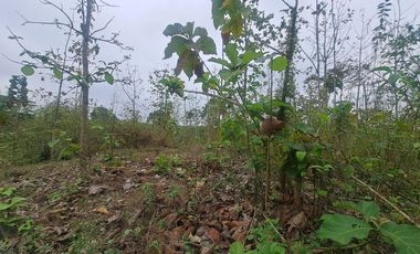 Finca en Venta, Ventanas, Los Rios  AleR