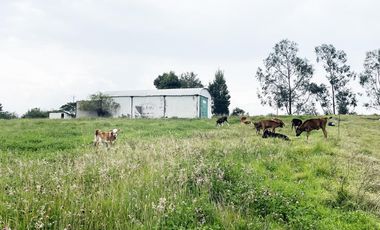 VENDO TERRENO AGRÍCOLA EN EL INGA - PIFO