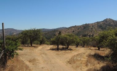 LINDO CAMPO DE 10 HA EN SECTOR LAGUNILLAS, CASABLANCA