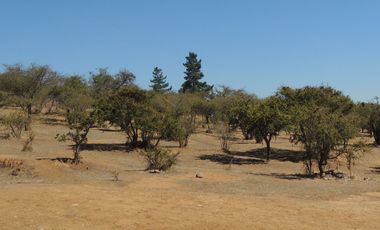LINDO CAMPO DE 10 HA EN SECTOR LAGUNILLAS, CASABLANCA