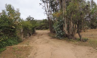 LINDO CAMPO DE 10 HA EN SECTOR LAGUNILLAS, CASABLANCA