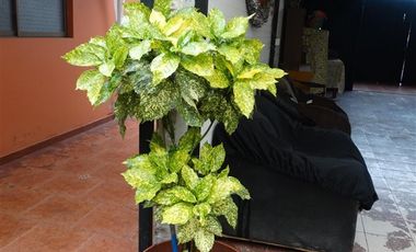 Casa en Venta en Avenida Rancagua