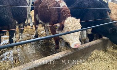 Paillaco, ganadero, muy buenas construcciones y sistema de riego