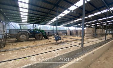 Paillaco, ganadero, muy buenas construcciones y sistema de riego