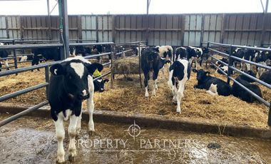 Paillaco, ganadero, muy buenas construcciones y sistema de riego