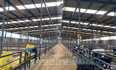 Paillaco, ganadero, muy buenas construcciones y sistema de riego