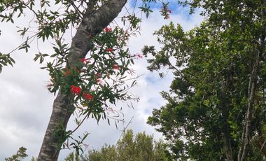 VENTA PARCELA n°8 EN CONDOMINIO-RILAN CASTRO