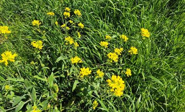 TERRENO 7,5 HA VISTA PANORAMICA, CHONCHI, CHILOE