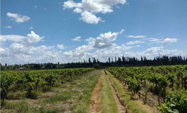 VENDO FINCA A TRANQUERA CERRADA SAN RAFAEL MENDOZA