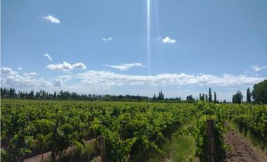 VENDO FINCA A TRANQUERA CERRADA SAN RAFAEL MENDOZA