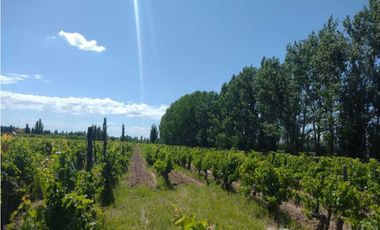 VENDO FINCA A TRANQUERA CERRADA SAN RAFAEL MENDOZA