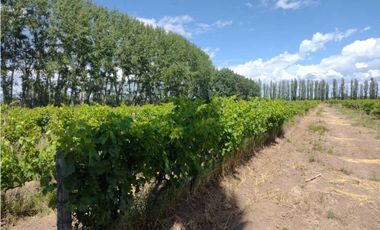 VENDO FINCA A TRANQUERA CERRADA SAN RAFAEL MENDOZA