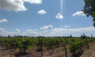 VENDO FINCA A TRANQUERA CERRADA SAN RAFAEL MENDOZA