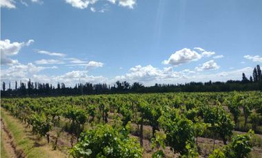 VENDO FINCA A TRANQUERA CERRADA SAN RAFAEL MENDOZA