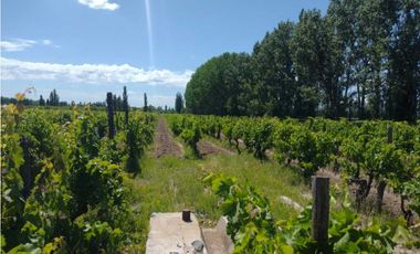 VENDO FINCA A TRANQUERA CERRADA SAN RAFAEL MENDOZA