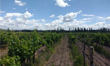 VENDO FINCA A TRANQUERA CERRADA SAN RAFAEL MENDOZA