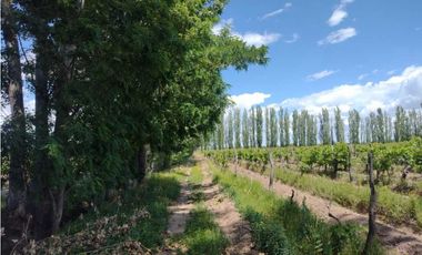 VENDO FINCA A TRANQUERA CERRADA SAN RAFAEL MENDOZA