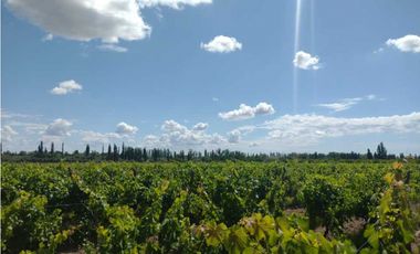 VENDO FINCA A TRANQUERA CERRADA SAN RAFAEL MENDOZA